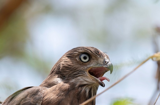 Portrait of a young Hawk with beak white open