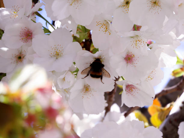 Flower under the sun with bees around it