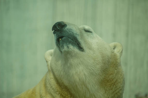 Eisbär beim schlafen