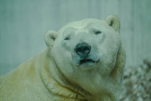 Lone polar bear (Ursus maritimus) standing on frozen body of water on the shore of Hudson Bay.Taken in Churchill, Manitoba, Canada