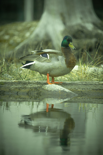 The Mallard (Anas platyrhynchos), probably the best-known and most recognizable of all ducks