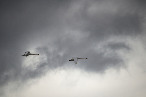 Swans in flight. Long necks straightened, wings outstretched, they soar against the dark clouds