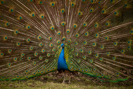 Peacock showing its colors to attract a female good color
