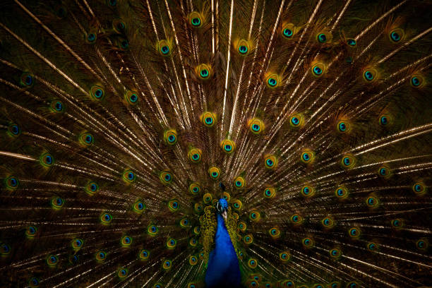 A peacock train-rattling.