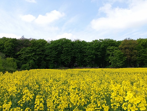 The line of the forest can be seen beyond the horizon of the rape field, which has blossomed with bright yellow flowers under the blue sky.