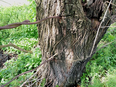 Metal cables firmly embedded in the tree trunk. Fence made of trees and metal wire. Objects growing in trees and other plants.
The impact of human activity on nature.