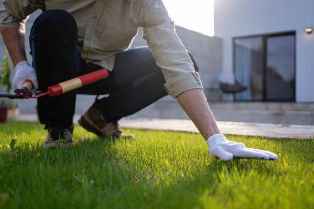 istock Unrecognizable Caucasian gardener using pruning shears to cut the grass 2149536935