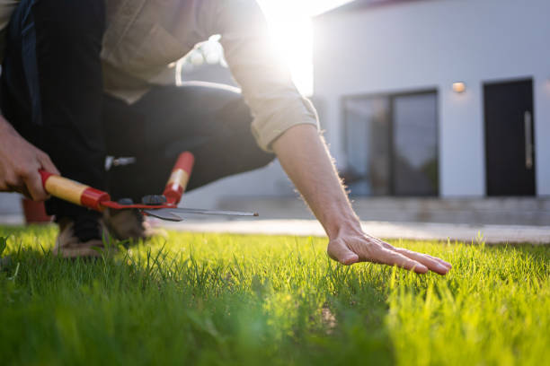 istock Unrecognizable Caucasian gardener touching the grass close up 2149536957