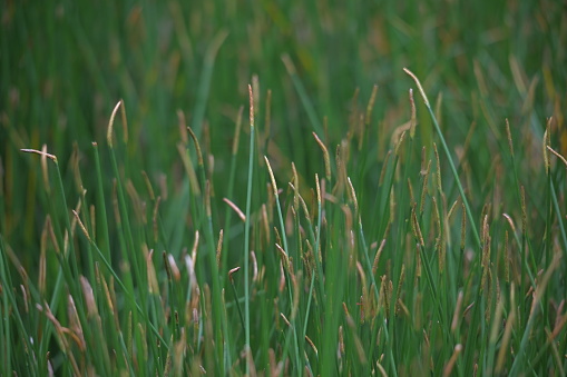 Extreme Close-up photo of grass