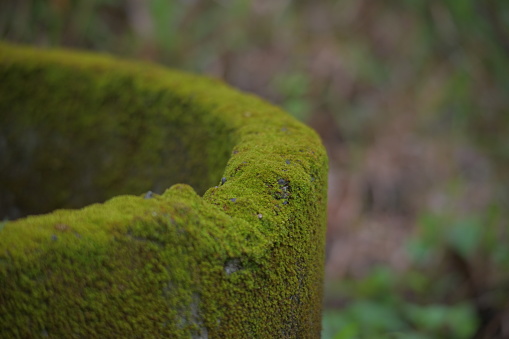 Moss on the edge of the well with a blurry background