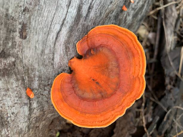 istock Pycnoporus sanguineus fungus 2149537122