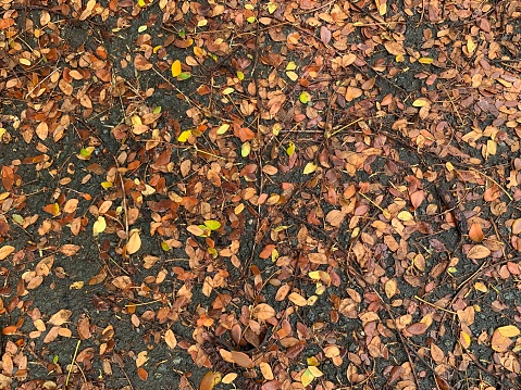 The dry fallen leaves are brown and yellow