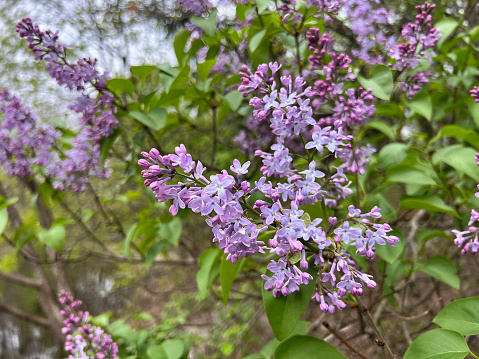 Beautiful Lilac in bloom