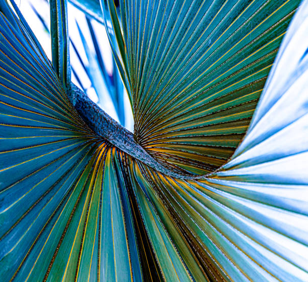 retro palm tree conjures summer in souther california.  horizontal mobilestock composition.