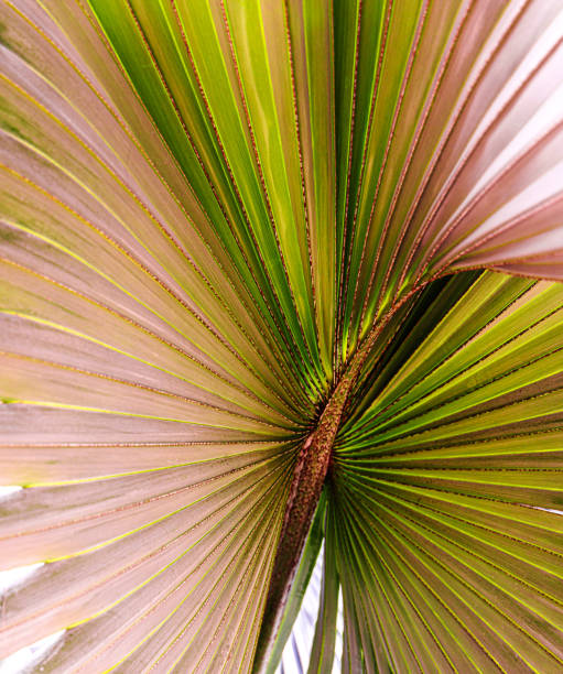 tropical palm leaf and shadow, abstract natural green background, dark tone textures