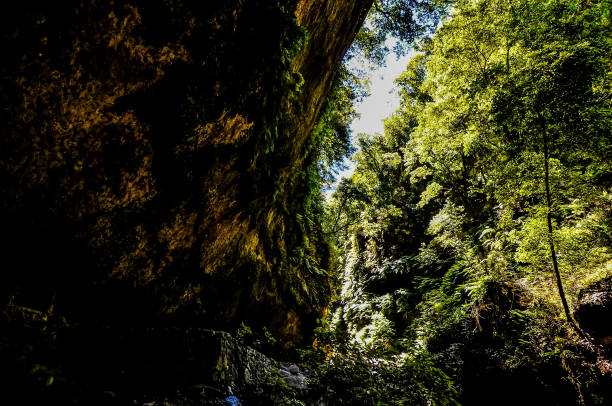 istock A forest with a large rock wall in the background 2149537441