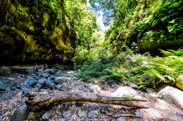 istock A forest with a large tree trunk in the middle of the path 2149537450