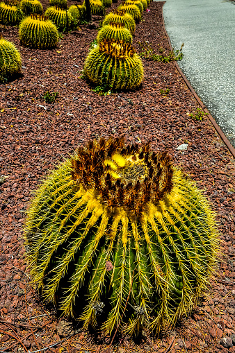 A large yellow cactus with brown spots sits on a red gravel. The cactus is surrounded by other cacti, creating a desert-like atmosphere