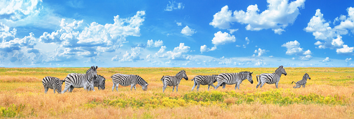 Summer landscape, banner, panorama - view of a herd of zebras grazing in high grass under the hot summer sun. Wildlife scene from nature
