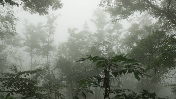 istock trees and forests. landscape photos. 2149538566