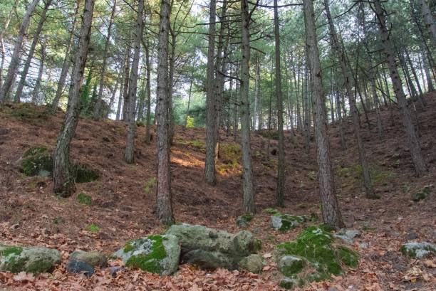 istock trees and forests. landscape photos. 2149538659