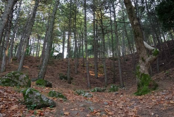 istock trees and forests. landscape photos. 2149538661