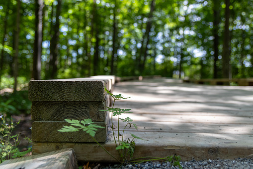 Serene walking path - lined with a textured wooden border - winds through a lush, green forest. Taken in Toronto, Canada.