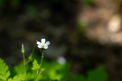 Solitary white flower - vibrant yellow center - surrounded by verdant foliage - set against a shadowy backdrop. Taken in Toronto, Canada.