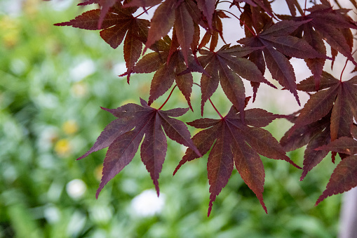 Close-up view of dark red Japanese maple leaves - Acer palmatum - serrated edges and visible veins - blurred green foliage background.. Taken in Toronto, Canada.