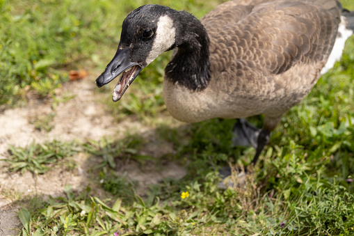Close-up view of Canada goose - open beak standing on grassy ground. Taken in Toronto, Canada.