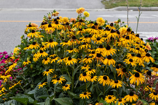 Vibrant yellow Black-eyed Susans - lush green leaves - urban setting with concrete and street in background. Taken in Toronto, Canada.