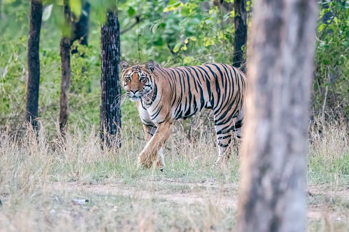 A dominant tigress patrolling her territory