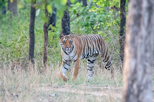 A dominant tigress patrolling her territory