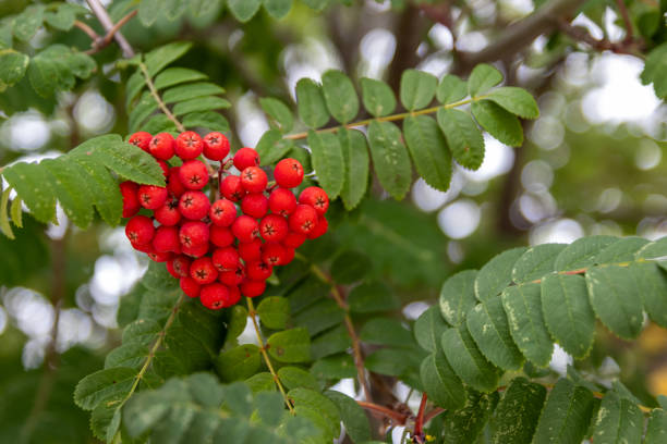 Freshly harvested rowanberries for making jam