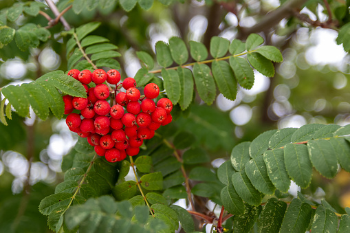 Bright red rowanberries cluster - amidst vibrant green leaves - mountain ash tree. Taken in Toronto, Canada.