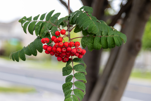 Bright red rowanberries cluster - amidst vibrant green leaves - mountain ash tree. Taken in Toronto, Canada.