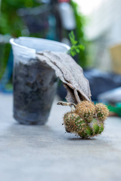 istock Root of succulent plant infested by white mealybugs. 2149539618