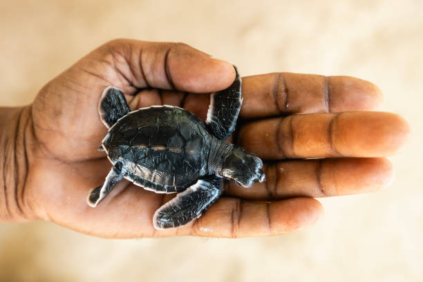 istock Newborn sea turtle on human palm 2149539700
