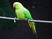 THE PERCHING PARROT