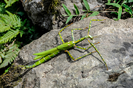 Close up of a big goliath stick insect