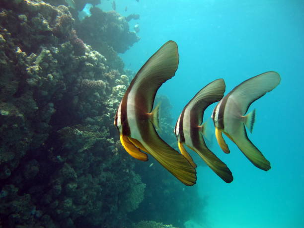 istock Platax family Ephippidae - grows up to 70 cm It feeds on algae and small invertebrates. 2149541351