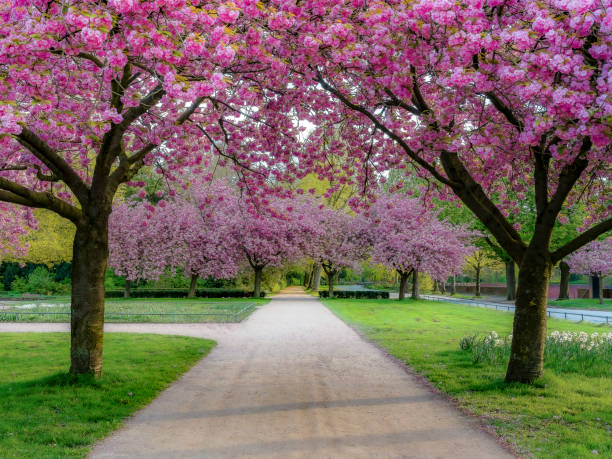 istock Path in a park surrounded by blooming cherry blossom trees 2149542597