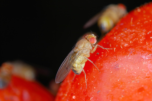 Drosophila suzukii, commonly called the spotted wing drosophila, cherry drosophila or SWD. It is a fruit fly, a serious pest of soft fruits. Insect on tomato.