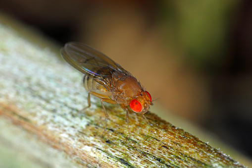 Drosophila suzukii, commonly called the spotted wing drosophila, cherry drosophila or SWD. It is a fruit fly, a serious pest of soft fruits. Insect on tomato.