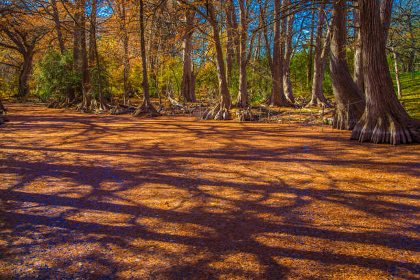 Sunlight filters through a stand of tall cypress trees, casting intricate shadows on Cypress Creek in Wimberley Texas with fall colors.