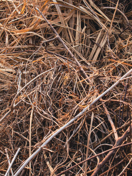 istock dry plant detail 2149545226