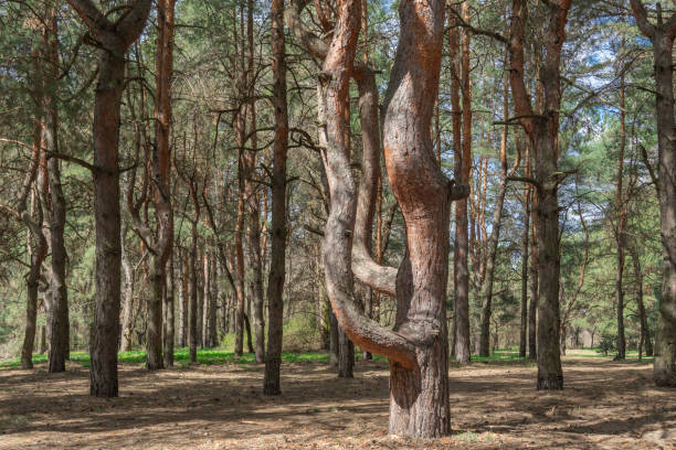 istock Old pine forest on sunny day. Panorama of natural coniferous trees. 2149545551