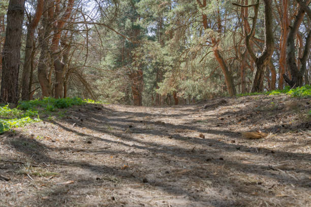 Old pine forest on sunny day. Panorama of natural coniferous trees. Evergreen trunks of spruce plant in woodland. Getting away from it urban problems on wonderland of pine grove. Wildlife landscape.