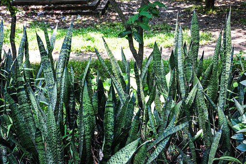 Snake plants outdoor on a sunny day