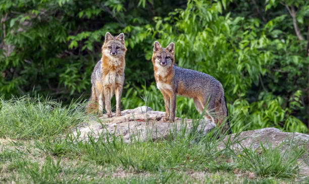 istock Male (left) and Female Gray Fox 2149546687